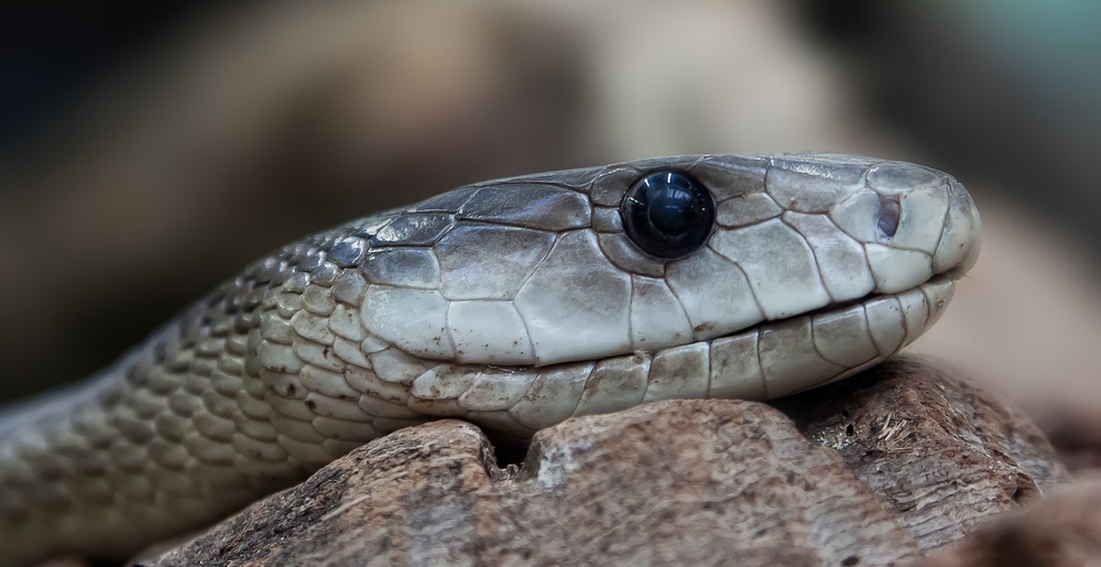 poisonous snake lying on the rock