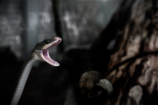 poisonous snake ready to bite