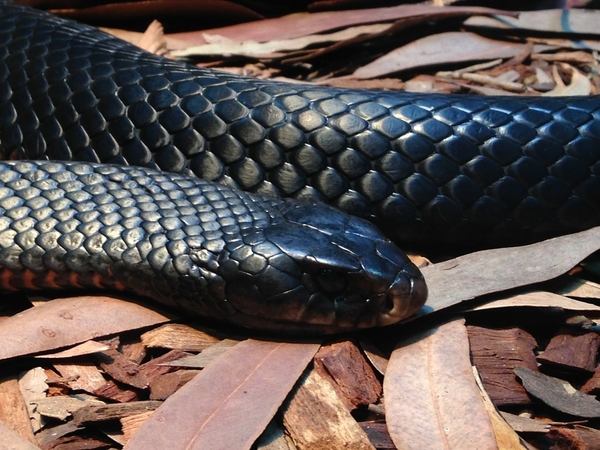 black snake on the ground