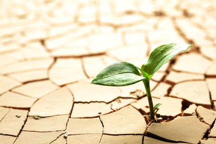 plant growing through crack on the ground