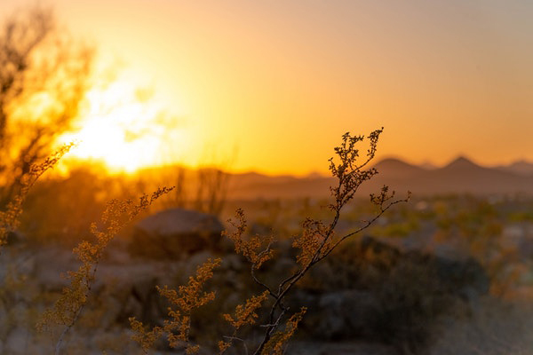 sunlight