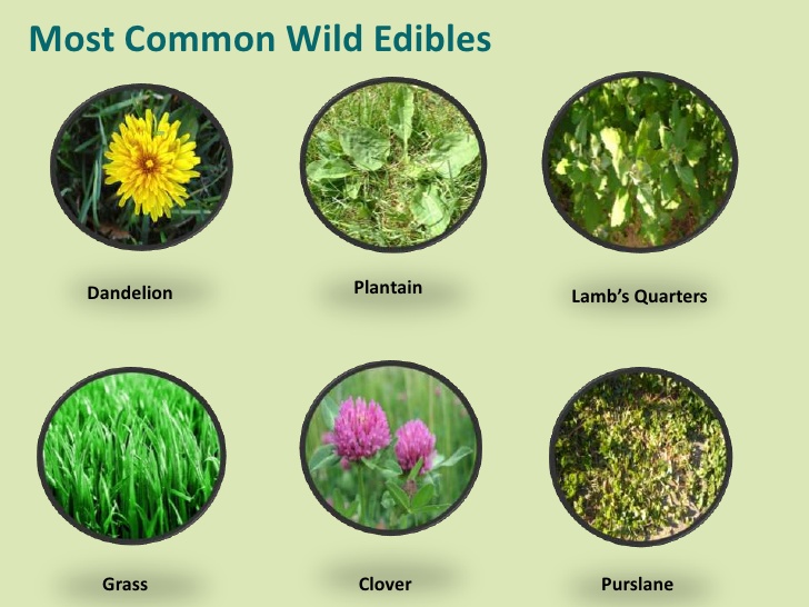 list of the most common wild edibles
