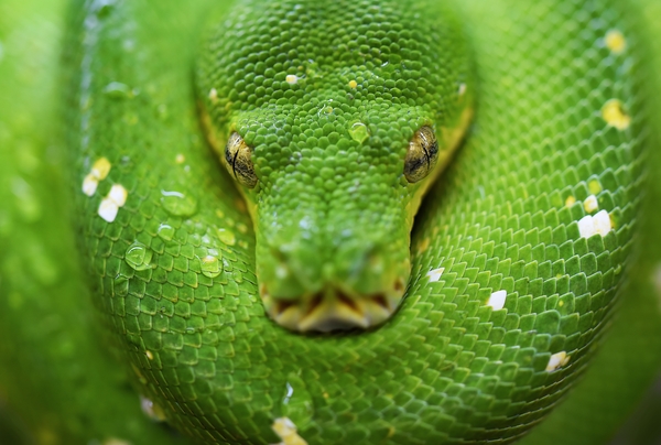 green python snake 